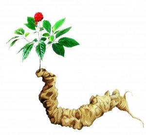 Sâm Ngọc Linh