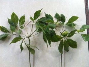 la sam ngoc linh