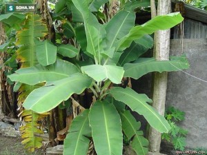 nông lâm sản quảng nam