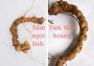 sam ngoc linh va tam that hoang