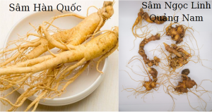 sâm ngọc linh và sâm hàn quốc