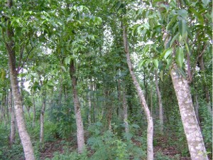 cay tao tram huong