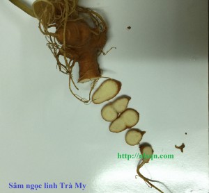 sam ngoc linh 1