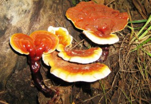 cay nam lim xanh rung