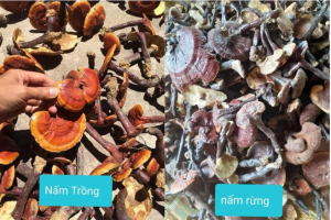 Phân biệt nấm lim xanh