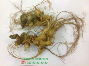 Sâm Ngọc Linh Trà My