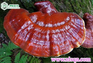 noi ban nam lim xanh tien phuoc quang nam chinh goc1 1