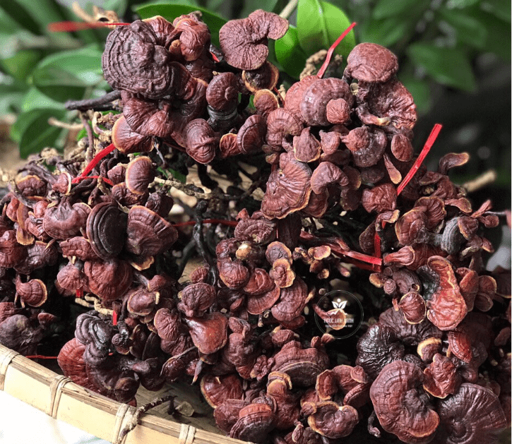 Nấm nứa (nấm cổ cò) 