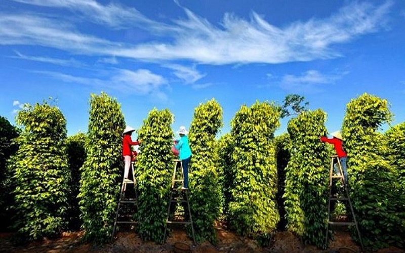 Hồ tiêu
