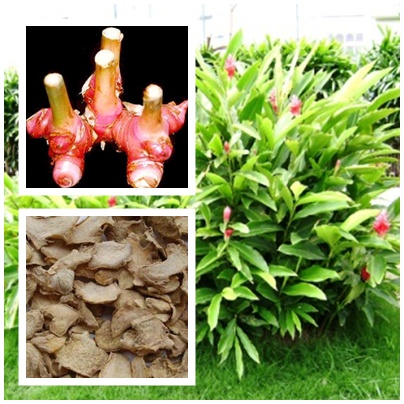Cao lương khương