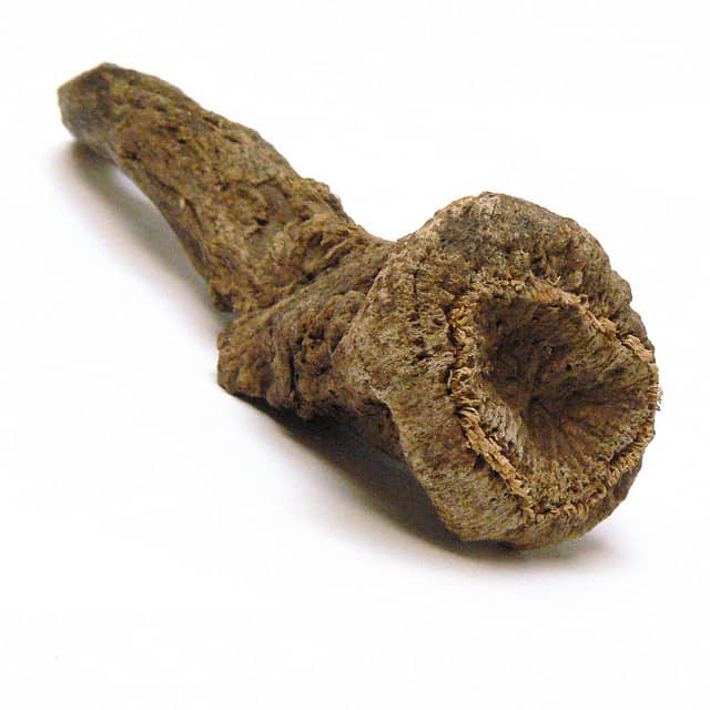 Rễ cây mộc hương