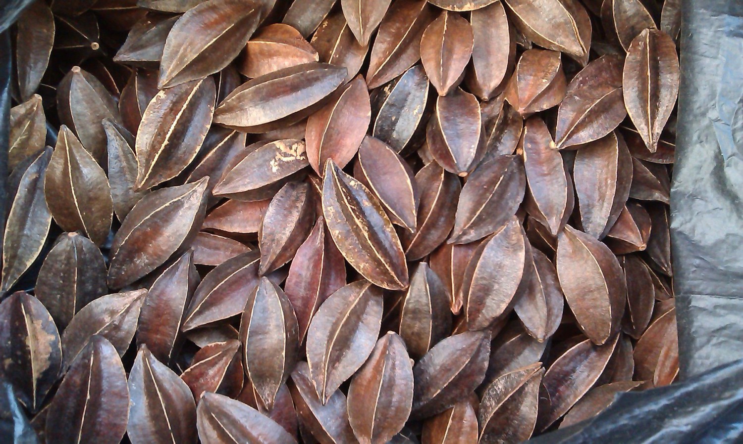 Sử quân tử