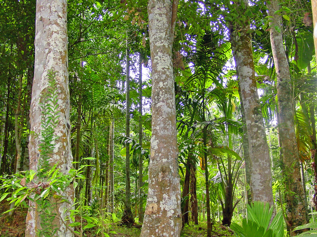 cây trầm hương