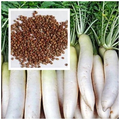 hạt củ cải
