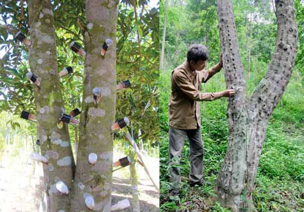 trầm nhân tạo