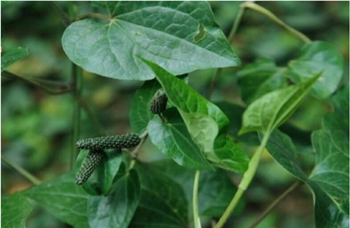 Cây Tất Bạt