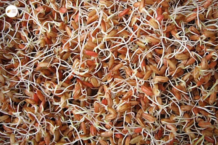 Cốc nha