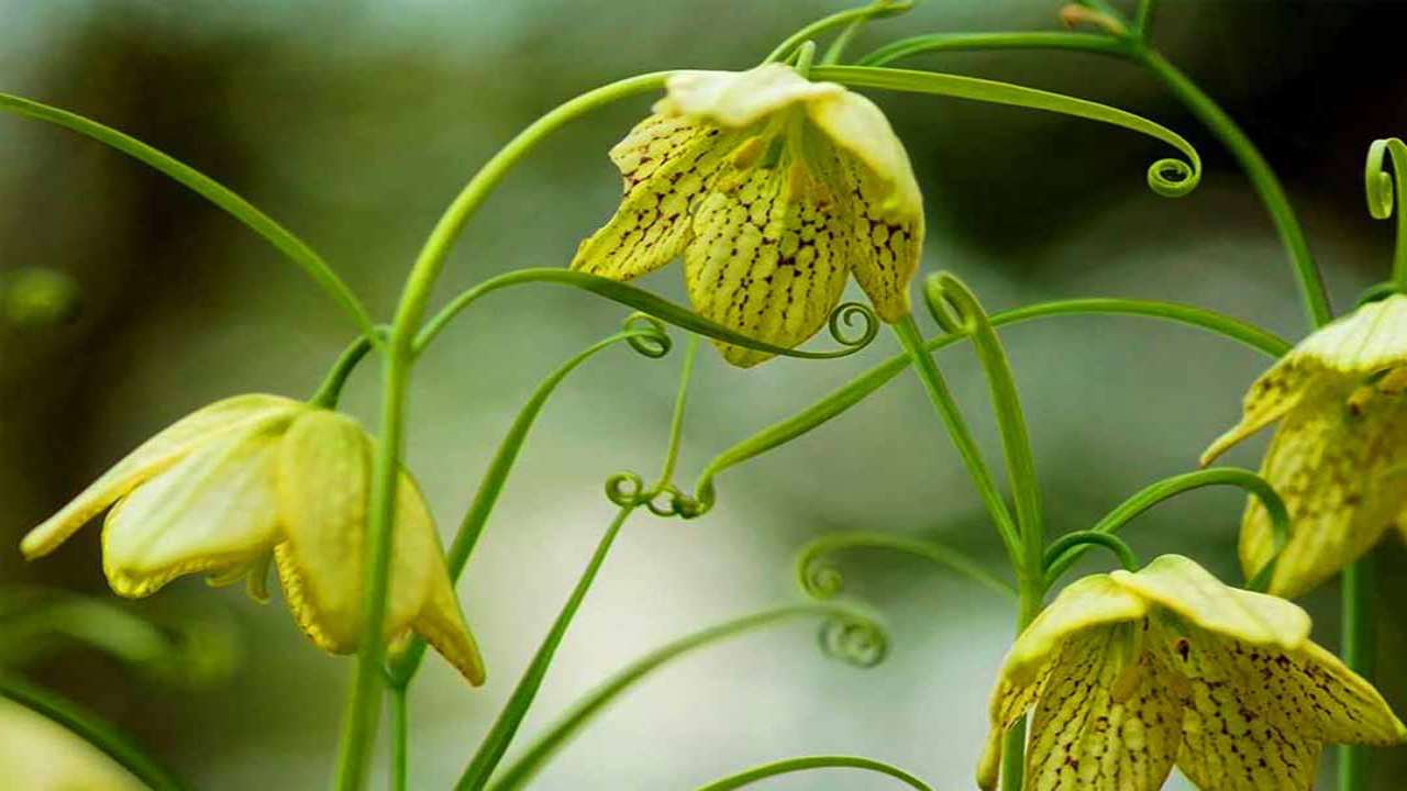 Xuyên Bối mẫu