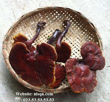 Nấm Lim Xanh Hộp 500 Gram