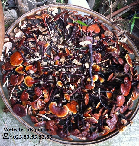 Nấm Lim Xanh Hộp 500 Gram