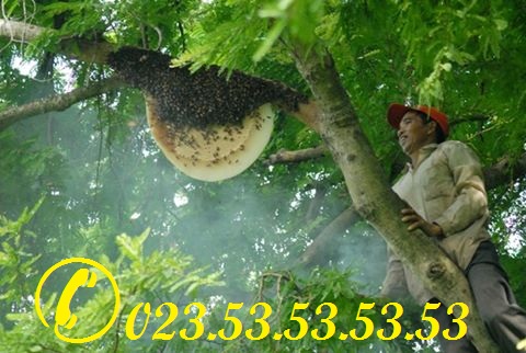 Mật Ong Rừng