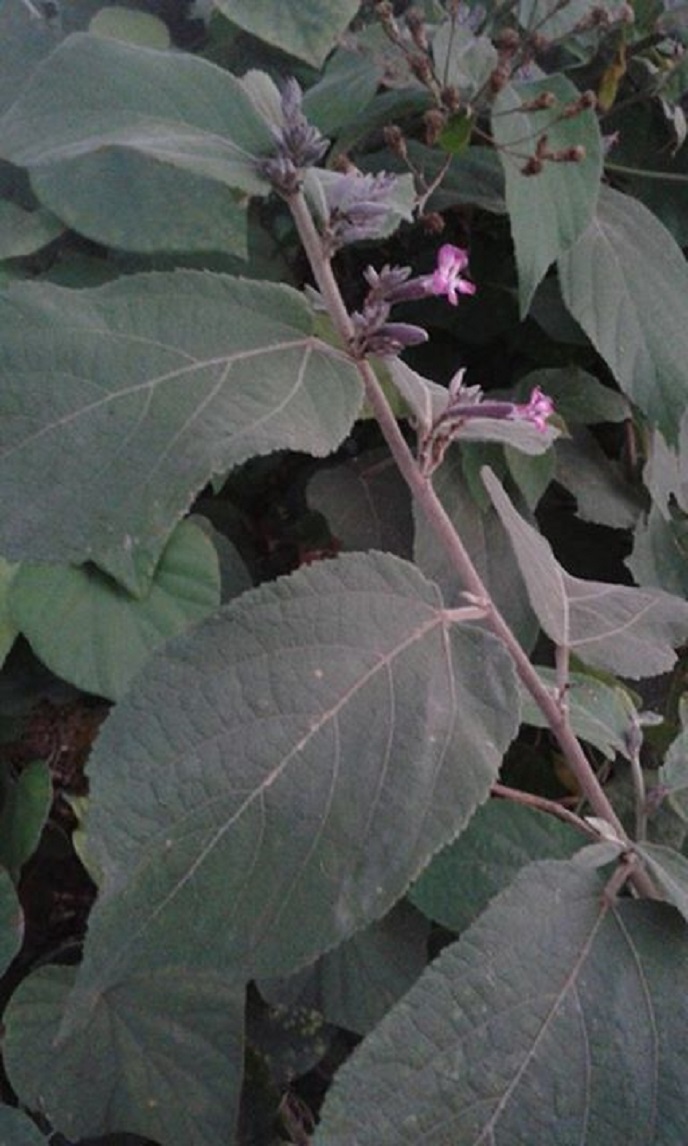 loai cay chua benh 2