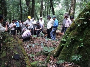 Rừng sâm quý “bí mật” ở Kon Tum