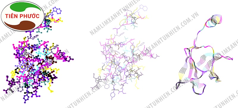Cấu trúc Ling Zhi - 8 protein