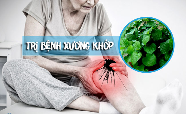 LÁ LỐT TRỊ BỆNH XƯƠNG KHỚP